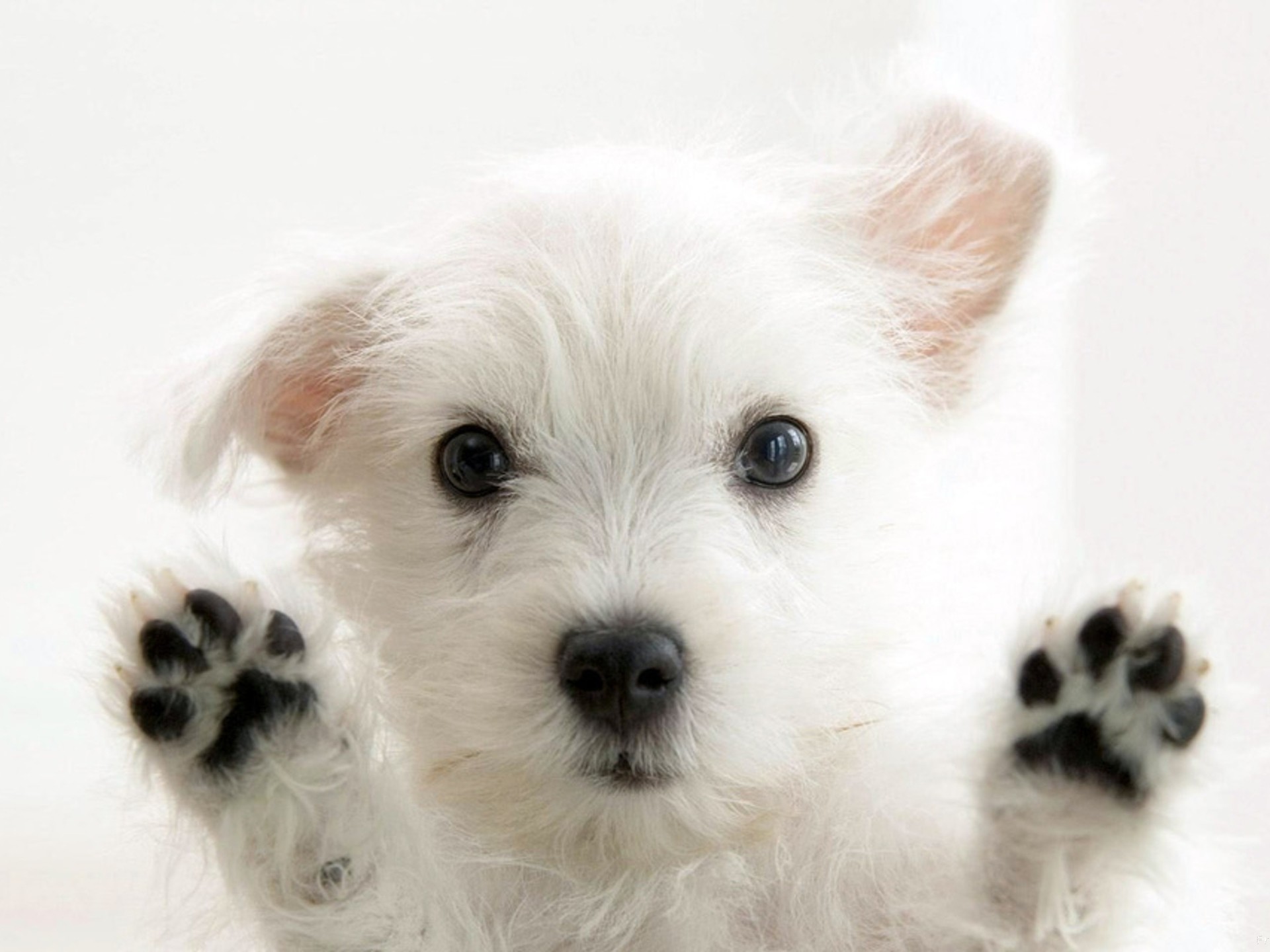 West Highland White Terrier, Cucciolo, Zampe, Sfondo bianco, Full HD, schermata di blocco iPad
