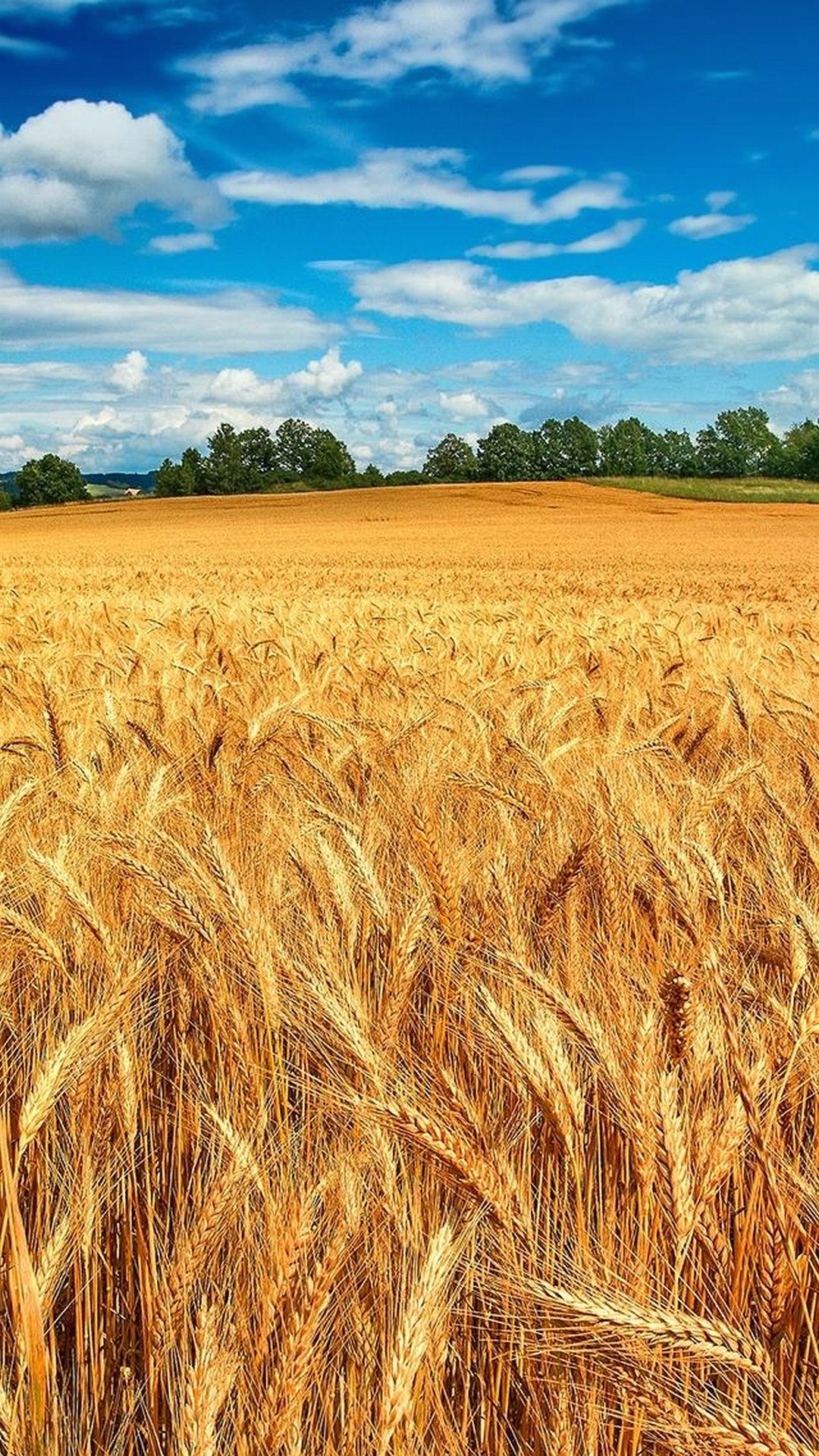 Campo di grano, Spighe, Cielo blu, Estate, immagine di sfondo Samsung S4