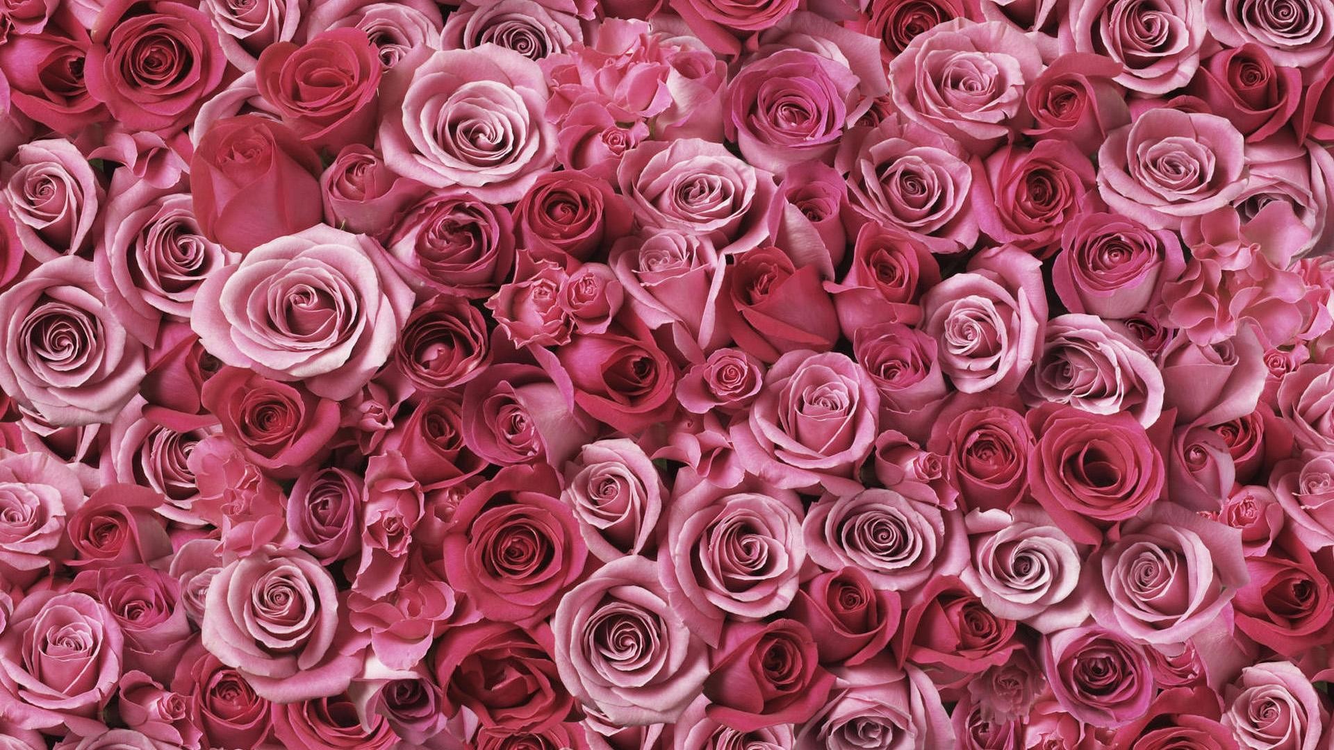 Rose rosa, Tappeto di rose, Fiori, 16:9 Full HD, sfondo widescreen