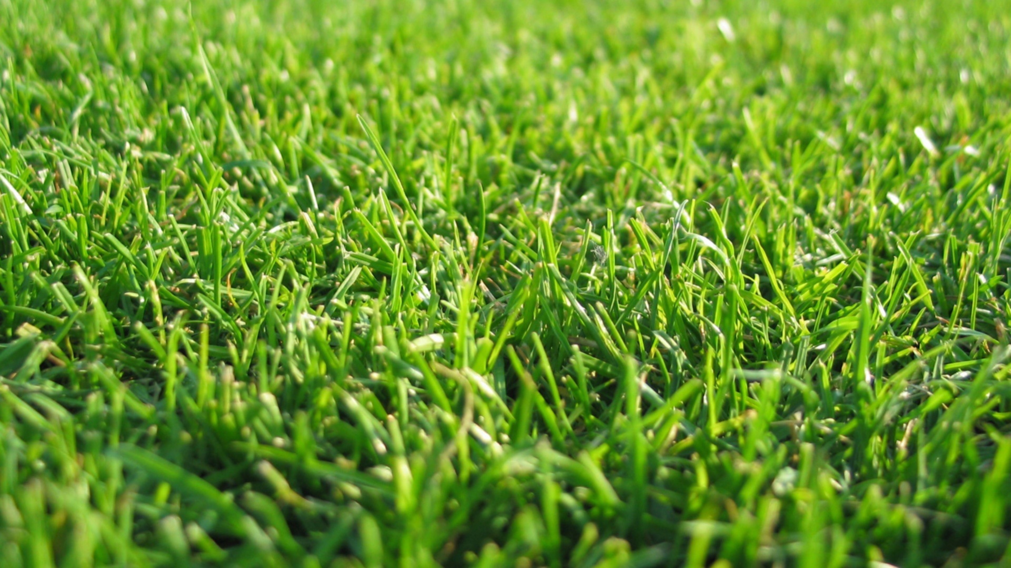 Prato, Erba, Primo piano, Verde, 3840x2160, immagine di sfondo