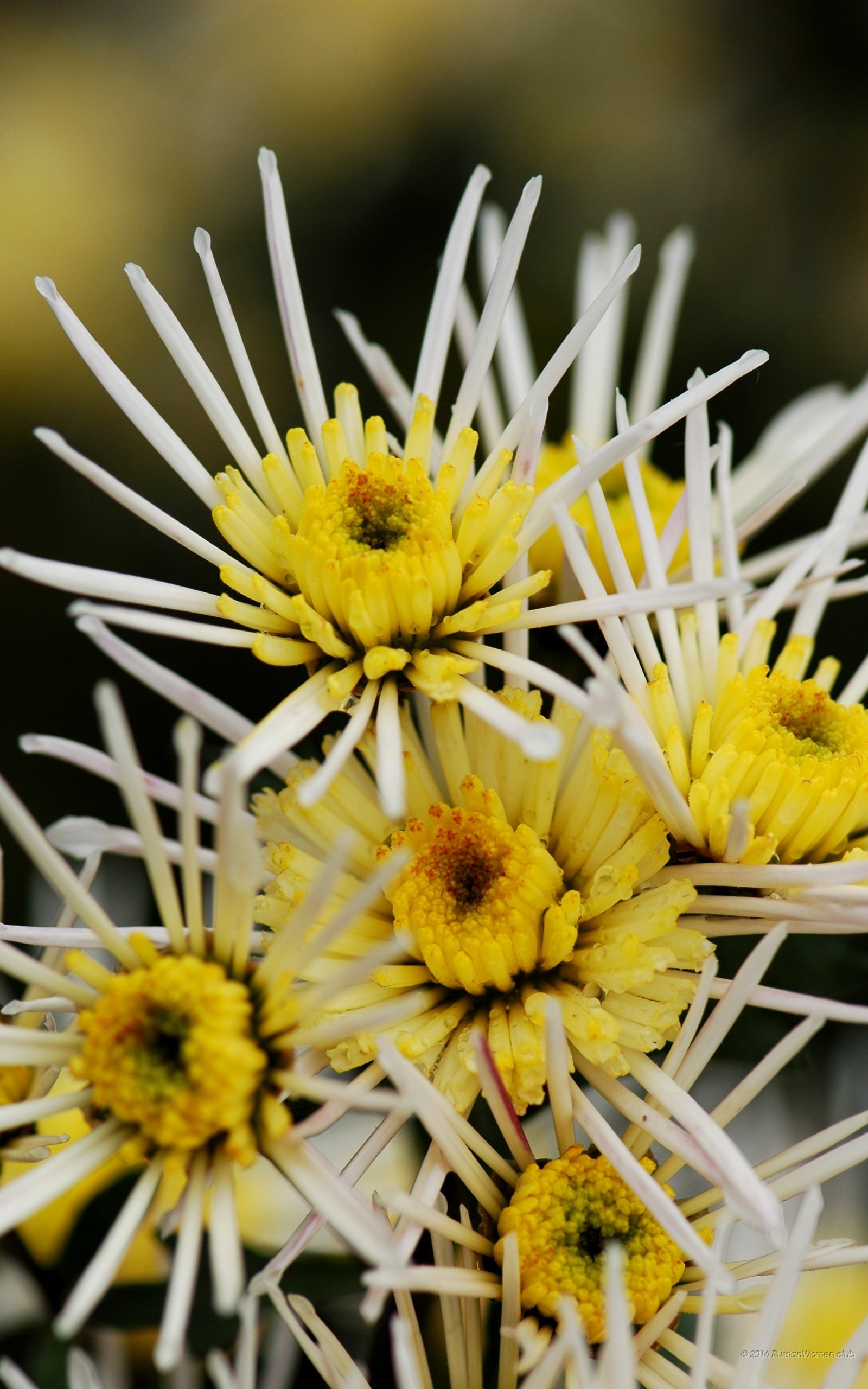 Crisantemi, Fiori bianchi, Giallo, QHD+, sfondo verticale per cellulare