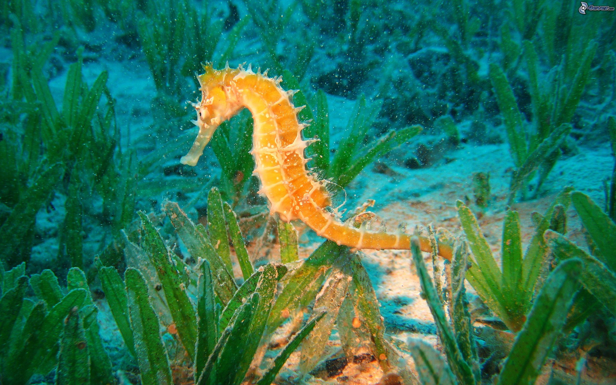 Cavalluccio marino, Prateria di posidonia, Fondale, Sott'acqua, 2K, sfondo per portatile
