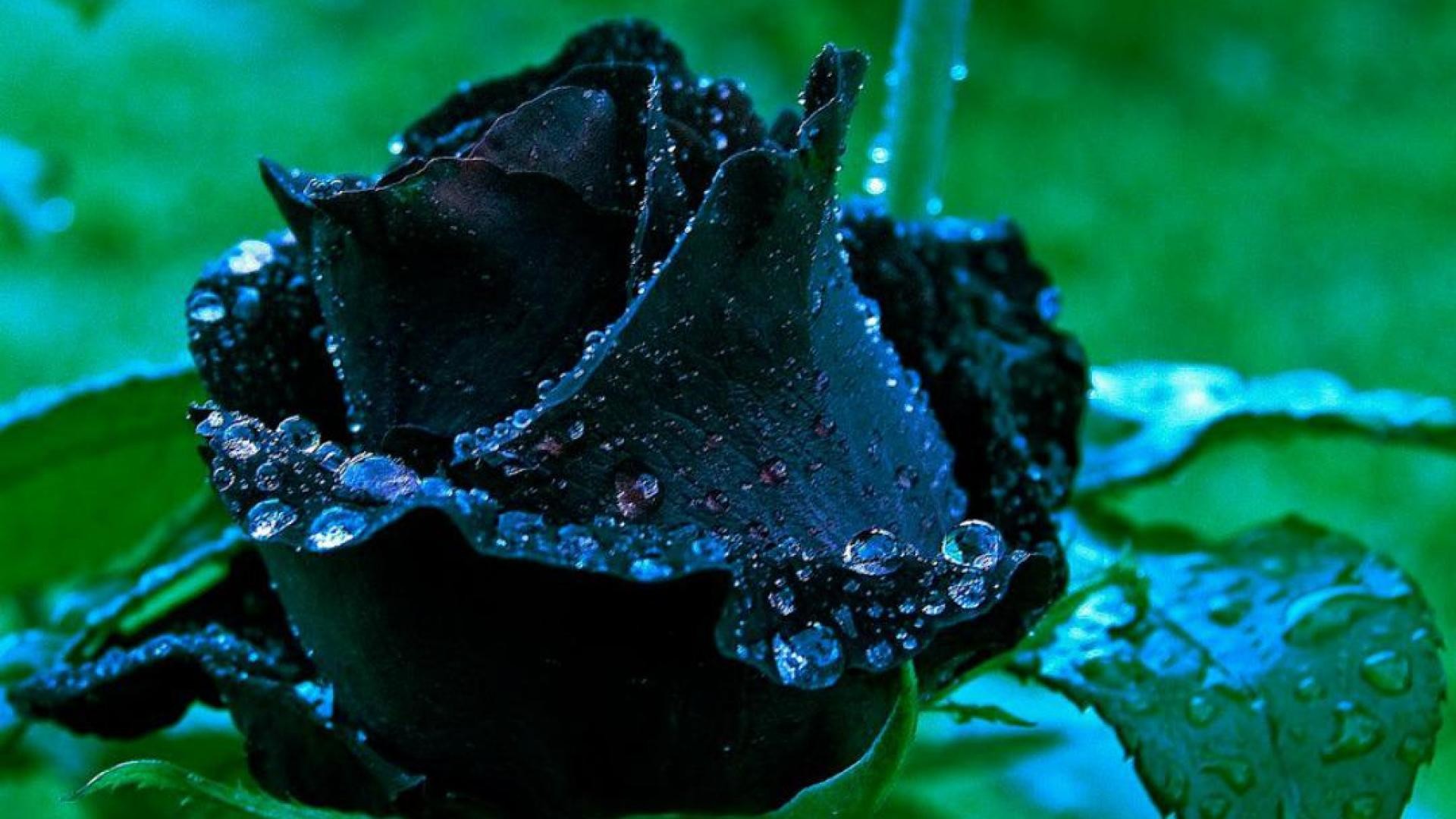 Rosa nera, Gocce d'acqua, Sfondo verde, Fiore, Full HD, wallpaper per portatile