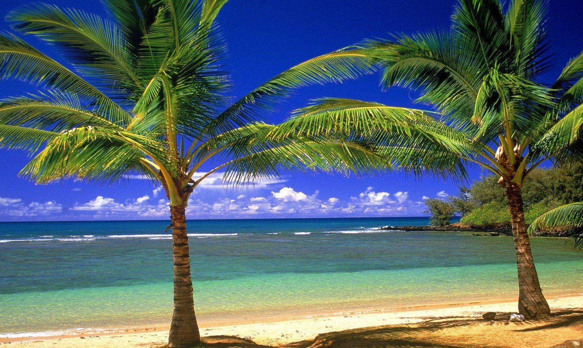 isola con due palme ..., Full HD, sfondo Windows 10