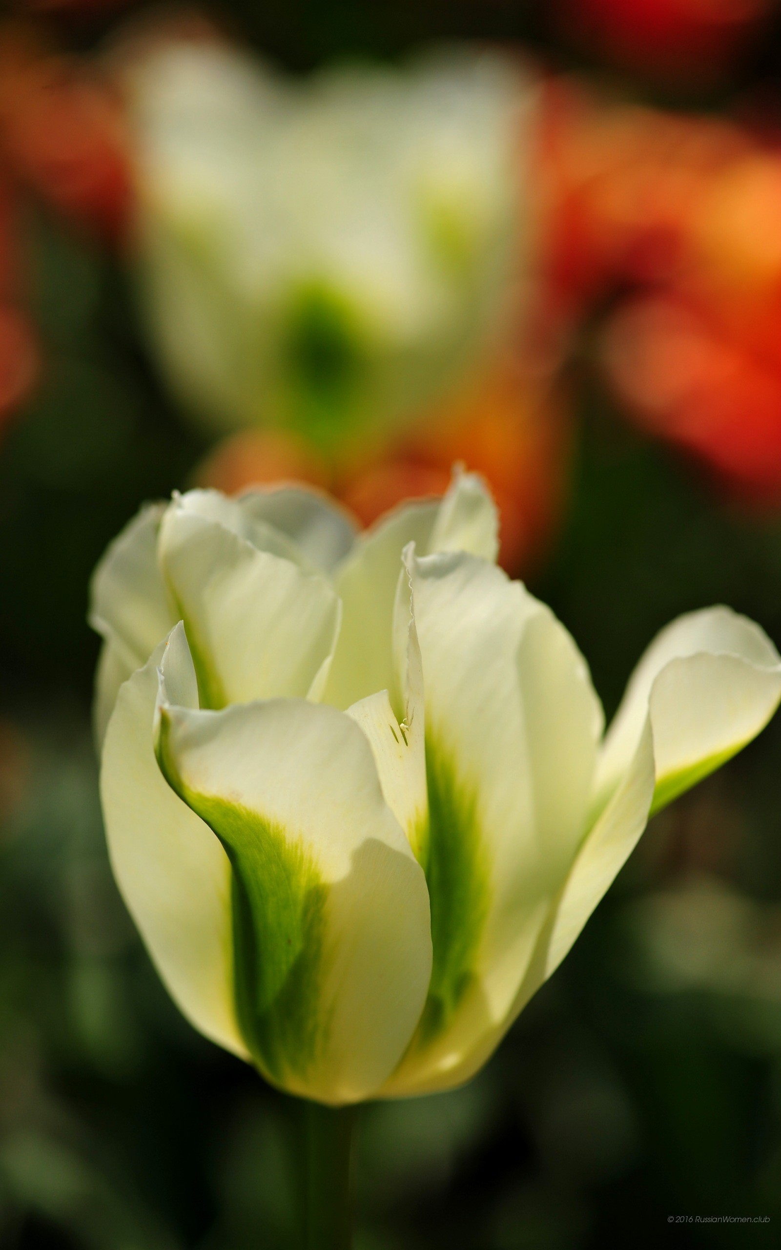 Tulipano bianco, Tulipani, Fiore, Primavera, sfondo per cellulare