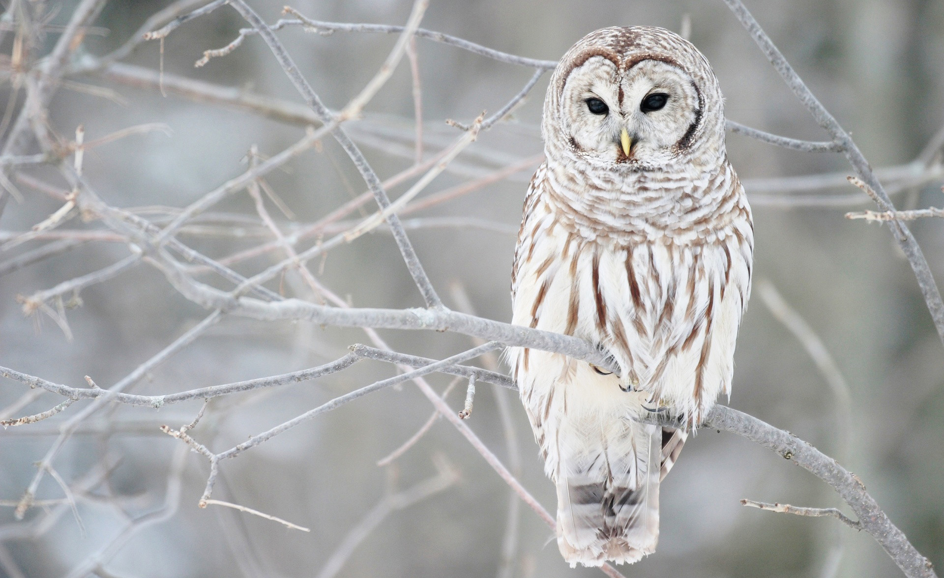 Allocco barrato, Gufo, Rami, Inverno, Full HD, wallpaper desktop