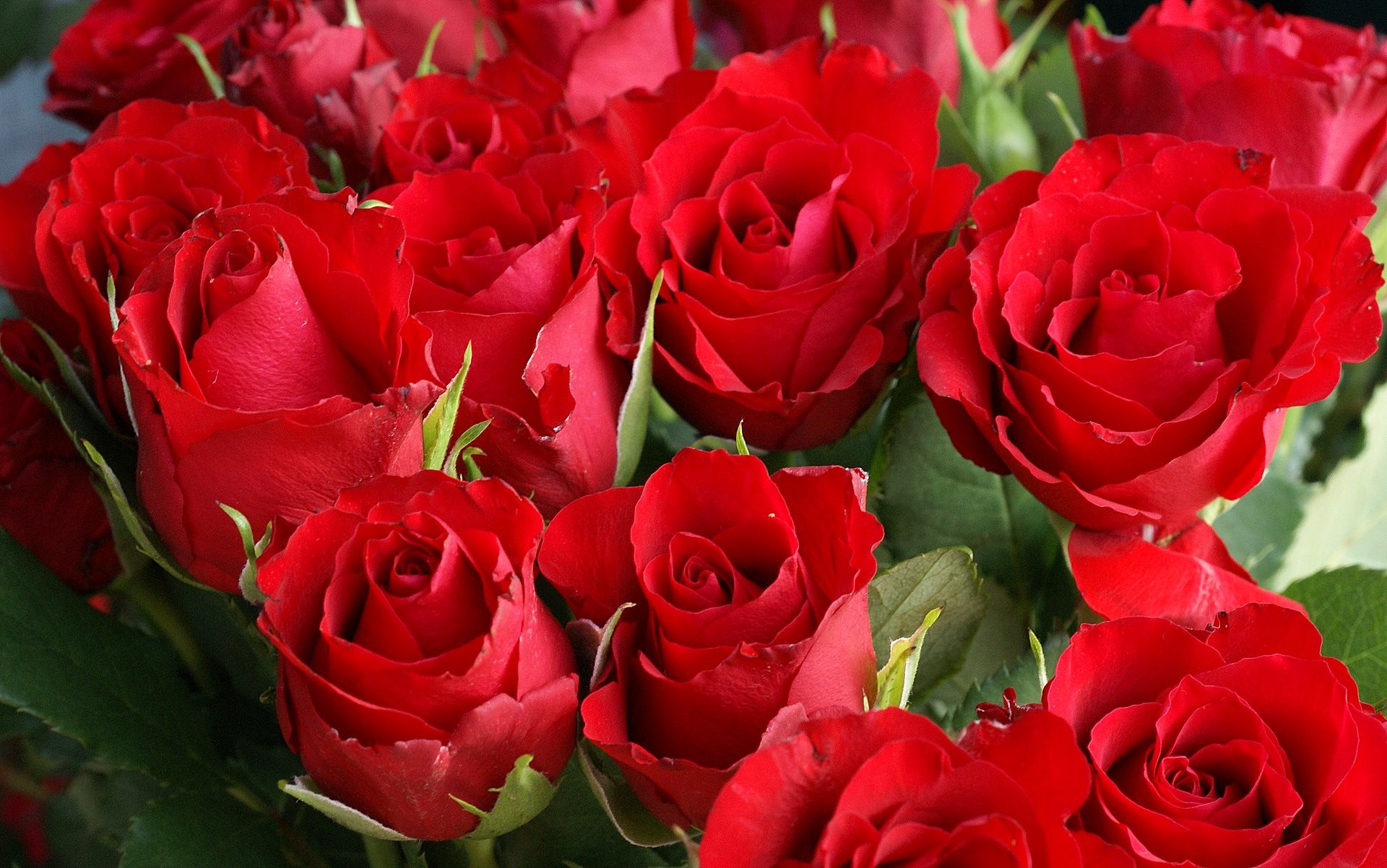 Rose rosse, Bouquet, Rosso, 1920x1202, sfondo MacBook Pro