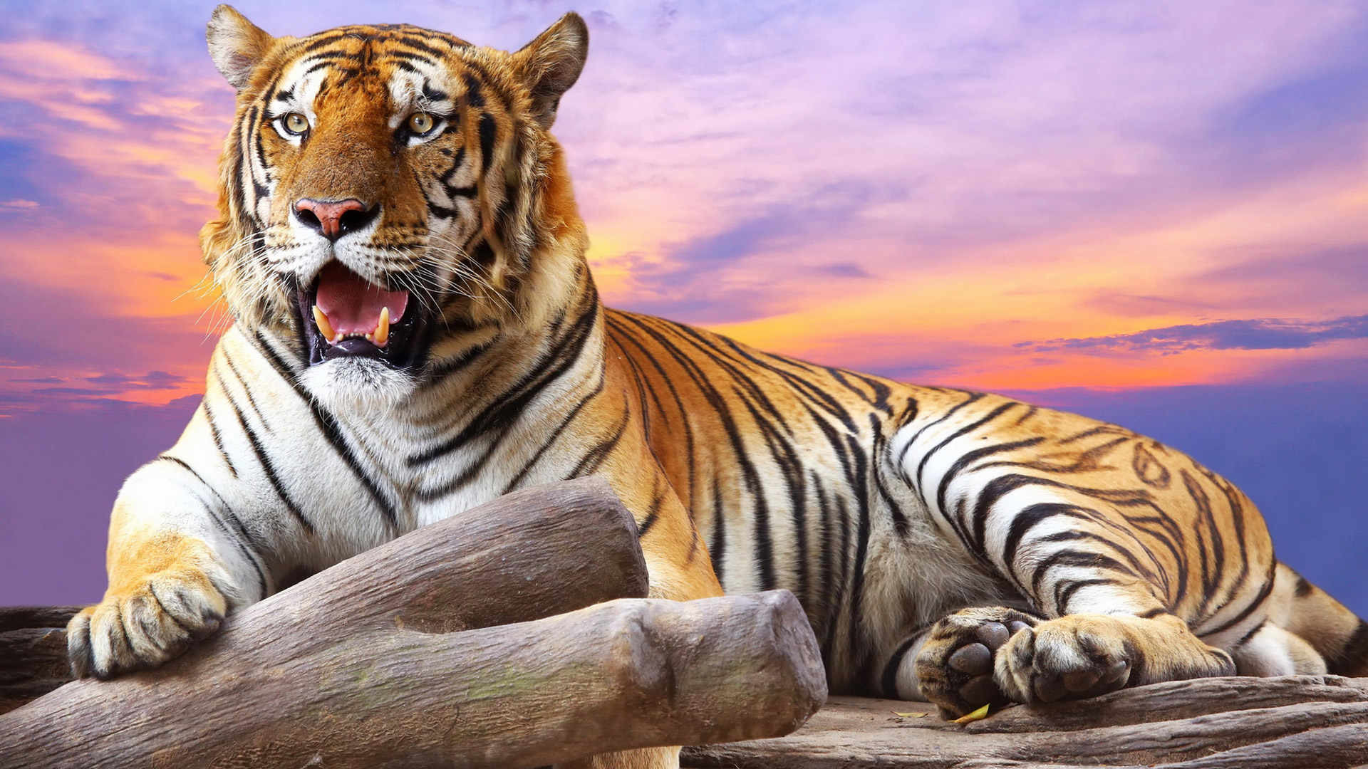 Tigre, Ruggito, Tronco, Tramonto, Cielo viola, 1920x1080, immagine di sfondo