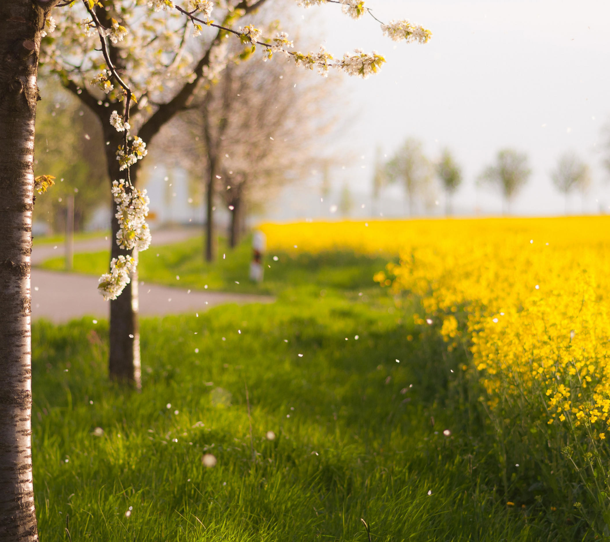 Alberi in fiore, Colza, Primavera, Sentiero, sfondo Samsung