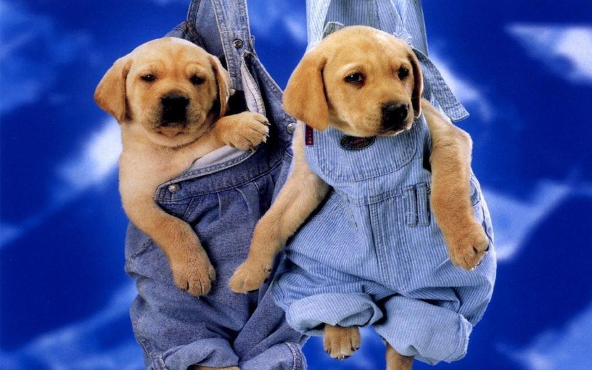 Cuccioli, Labrador, Salopette, Jeans, sfondo per Windows 10