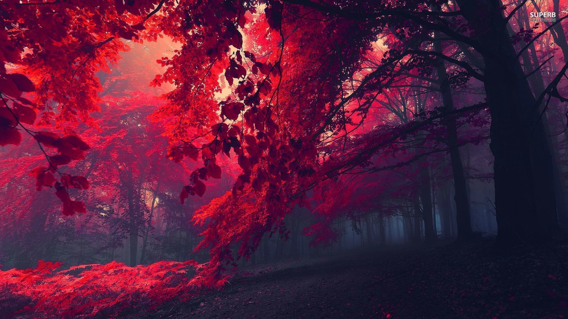 Foglie rosse, Bosco, Nebbia, Autunno, 1920x1080, sfondo per PC