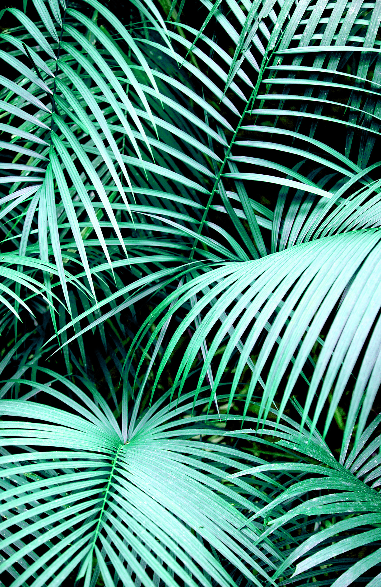 Foglie di palma, Tropicale, Verde, Full HD, schermata di blocco del cellulare