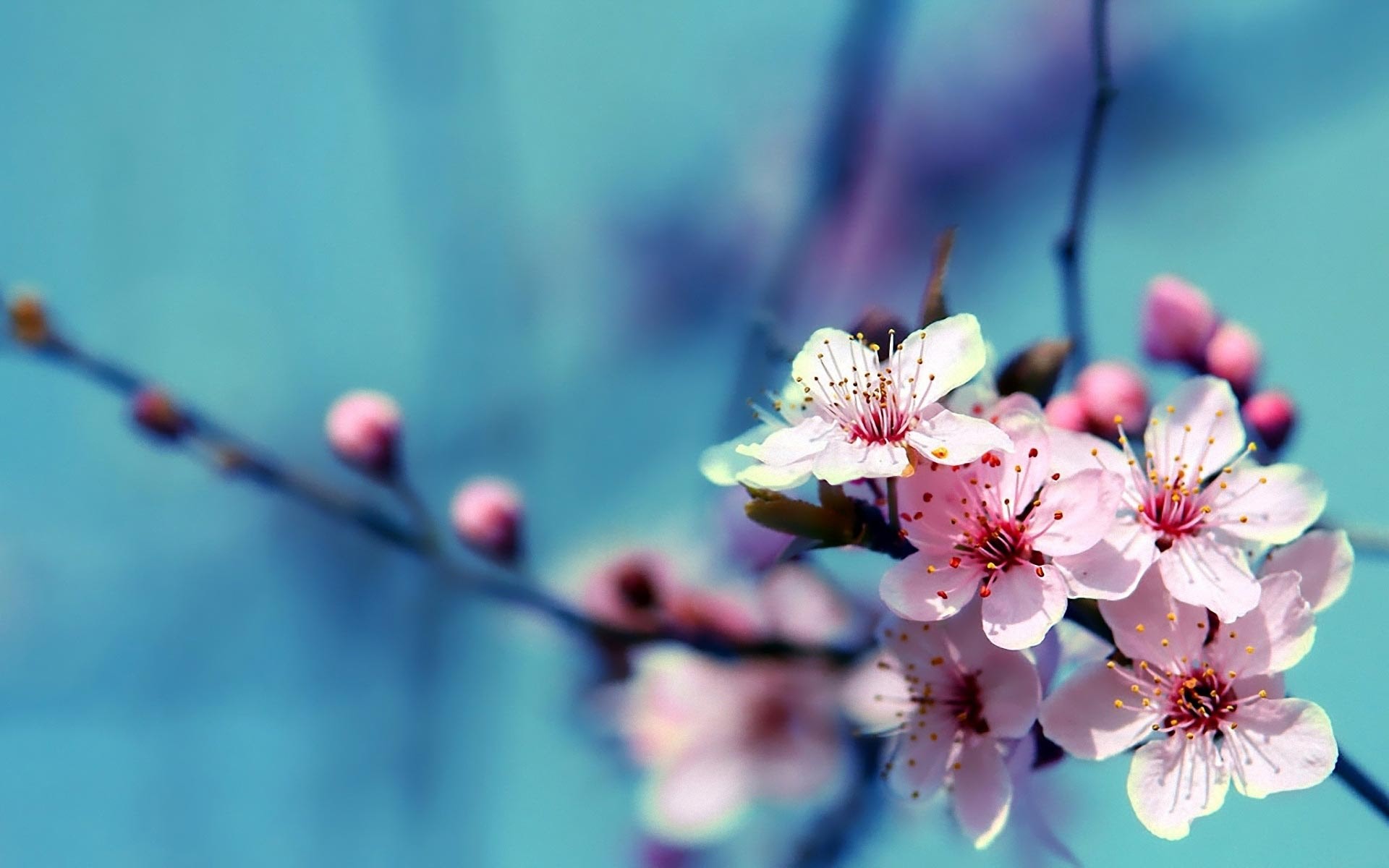 Fiori di ciliegio, Ramo, Primavera, Rosa, Full HD, wallpaper per desktop