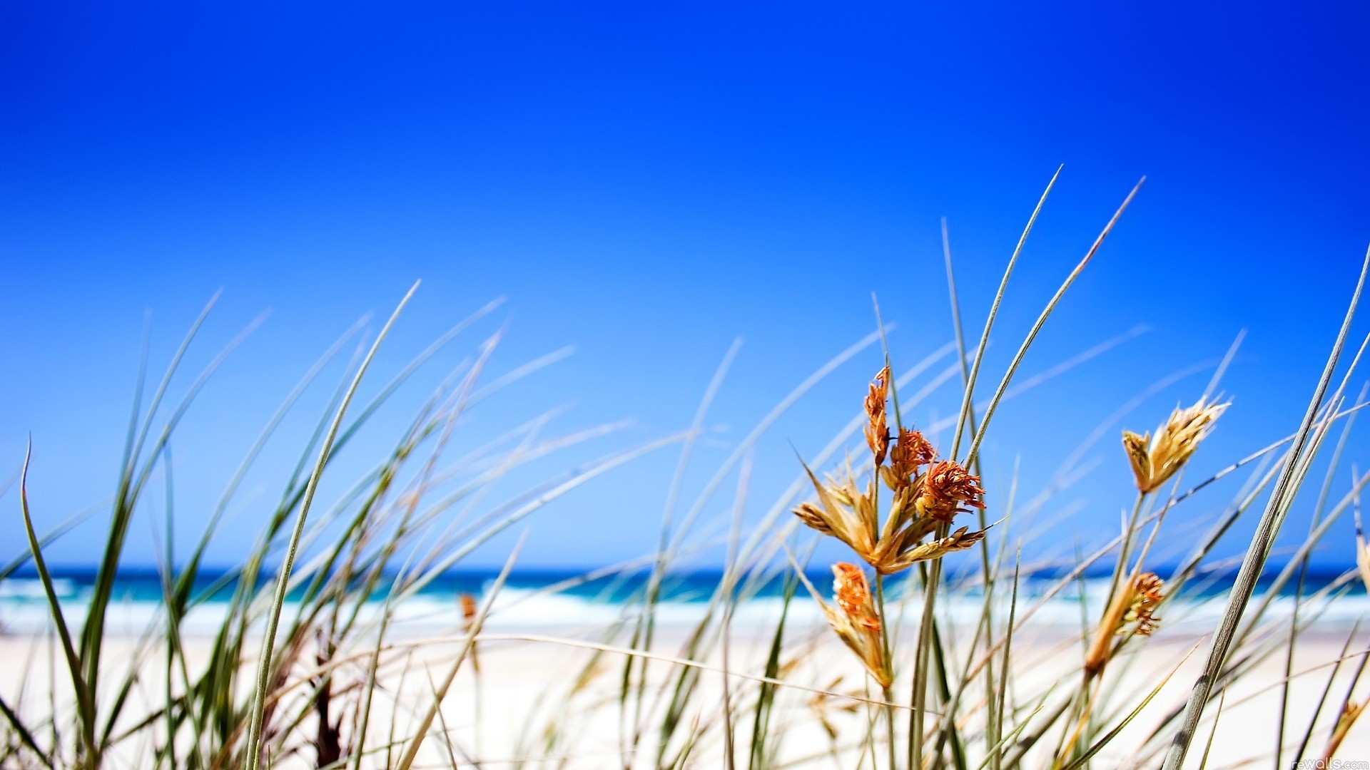 Erba di spiaggia, Mare, Cielo azzurro, Full HD, wallpaper per desktop
