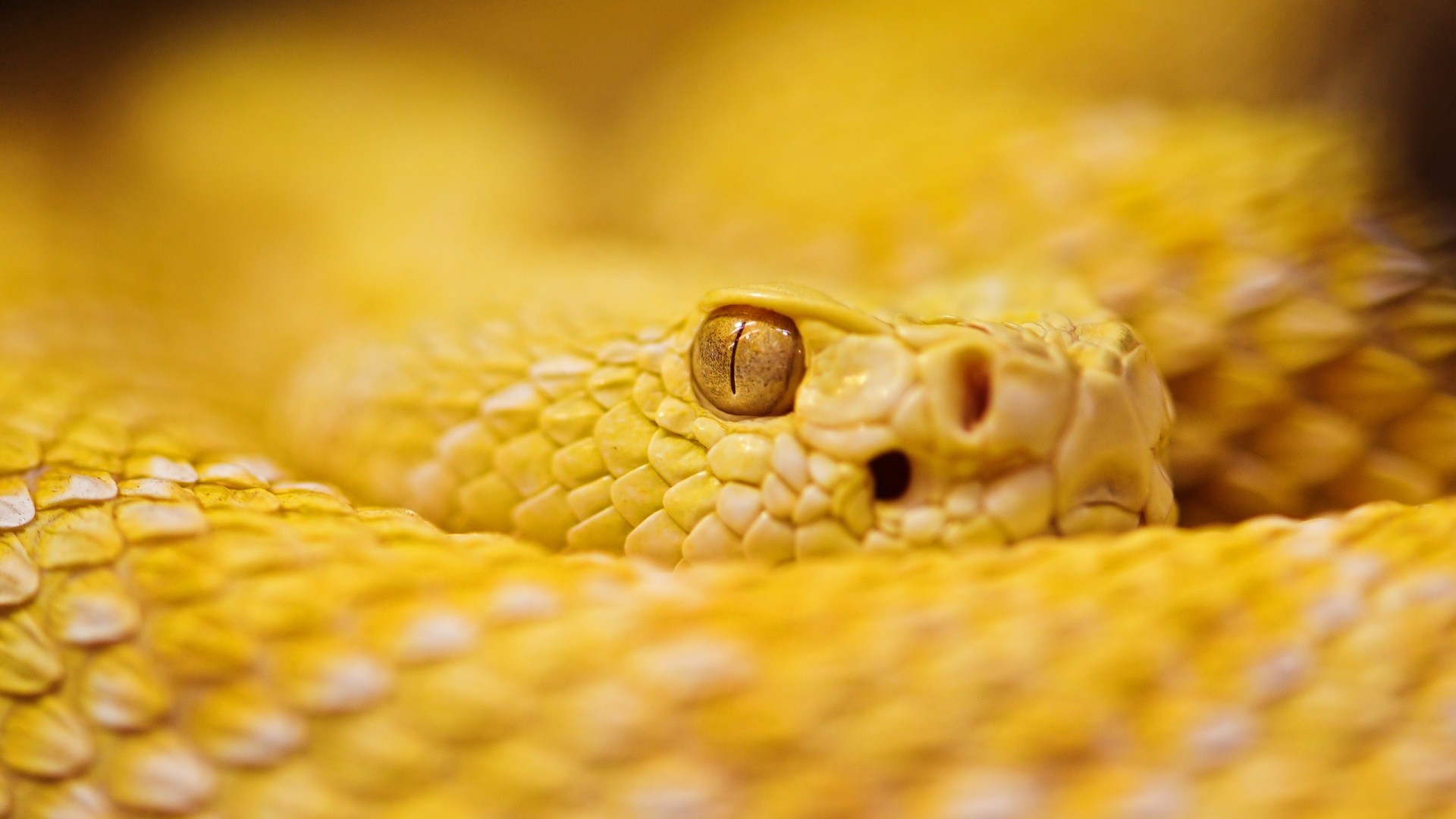 Serpente, Crotalo, Squame, Occhio, Macro, Full HD 1080p, sfondo desktop