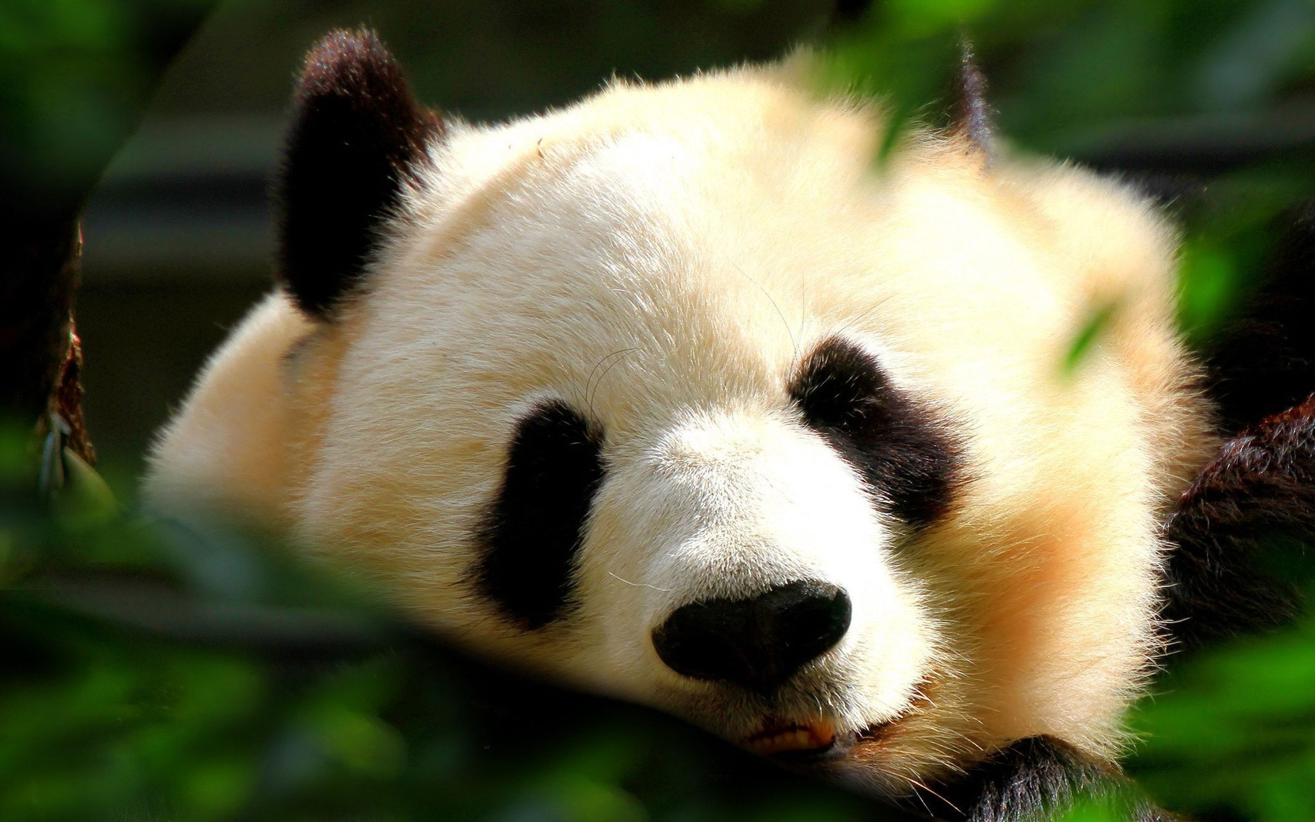 Panda gigante, Riposo, Vegetazione, Full HD, sfondo desktop