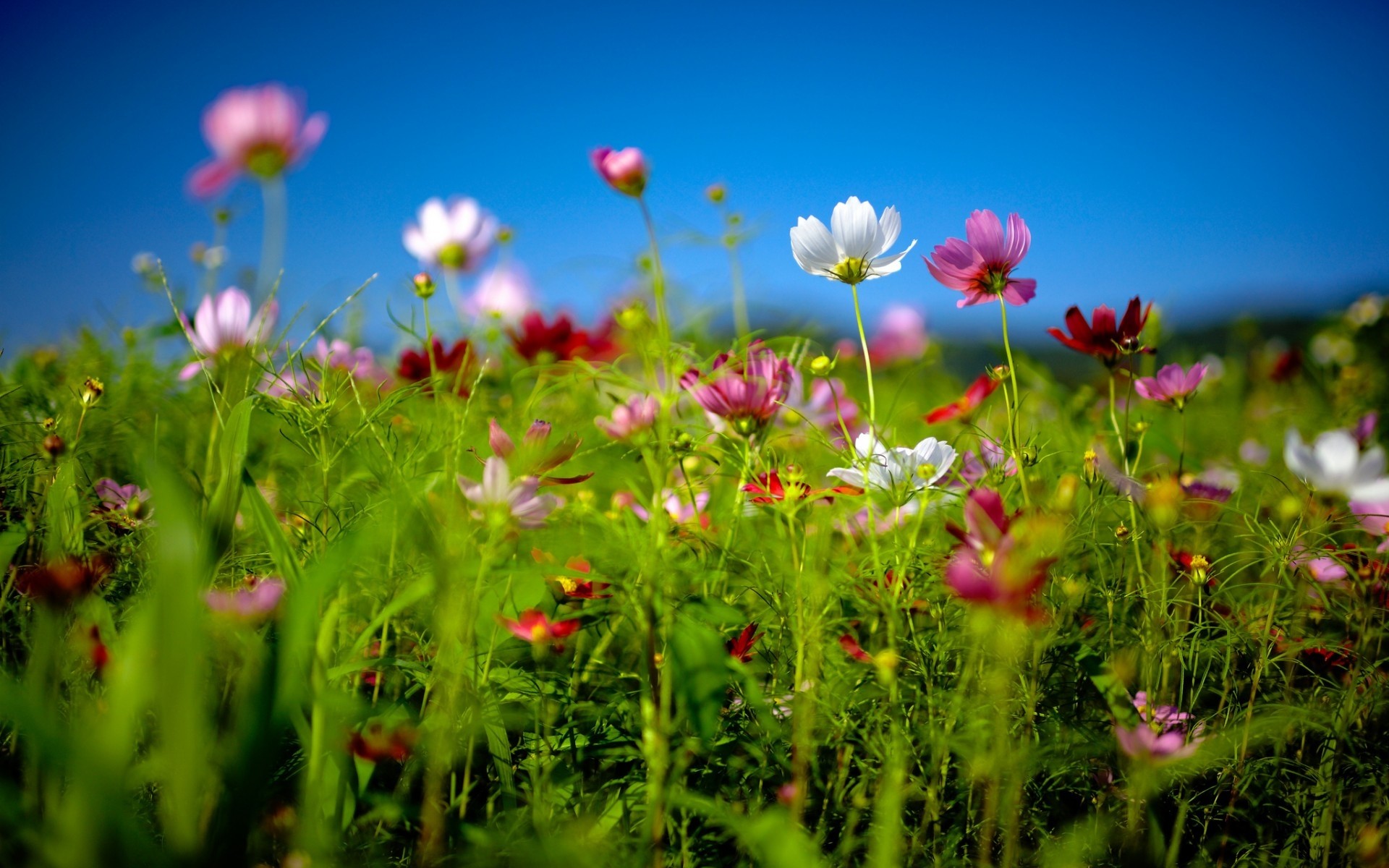 Cosmea, Prato fiorito, Cielo blu, sfondo per desktop