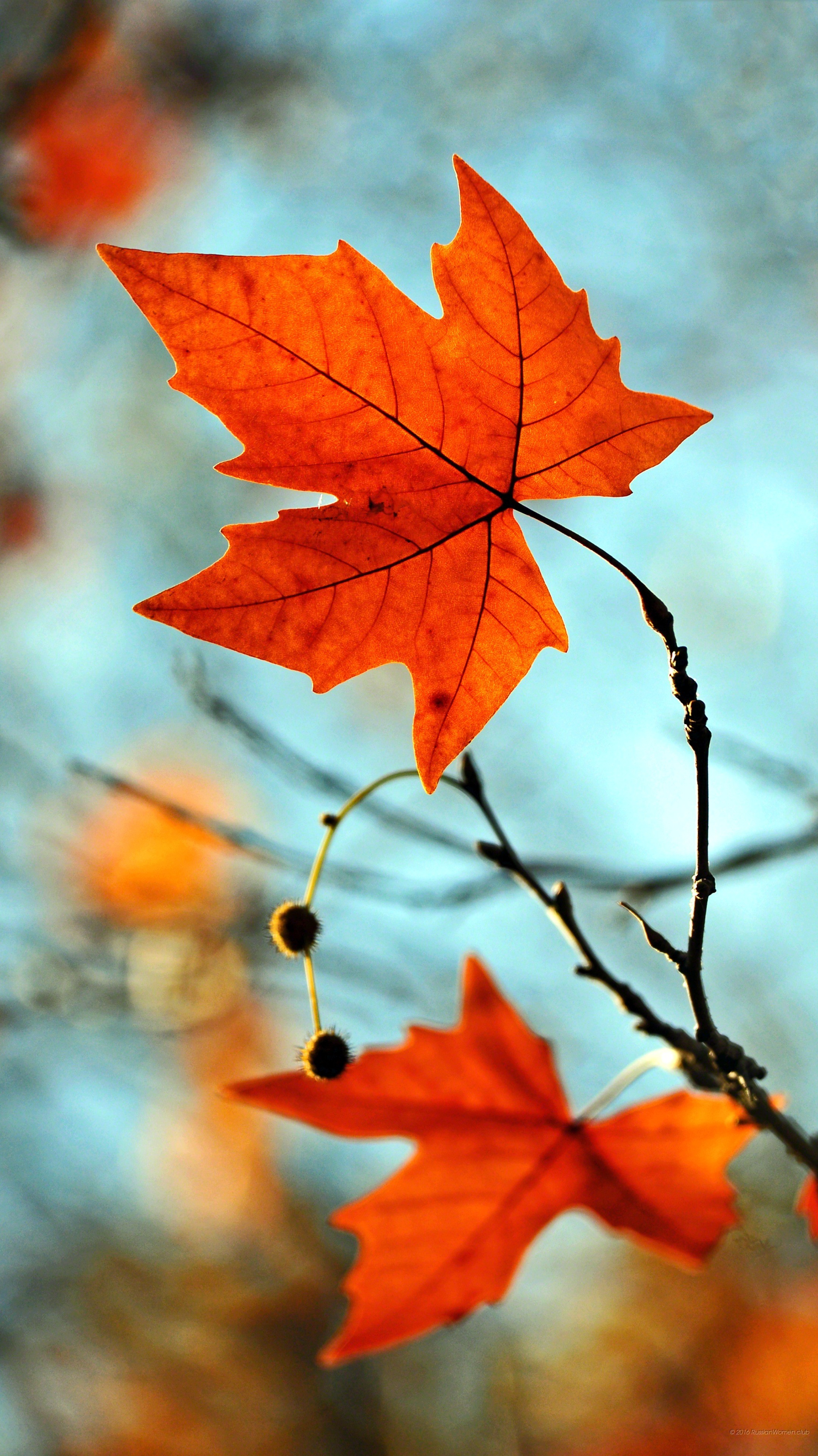 Foglie d'acero, Autunno, Arancione, sfondo QHD+ per smartphone