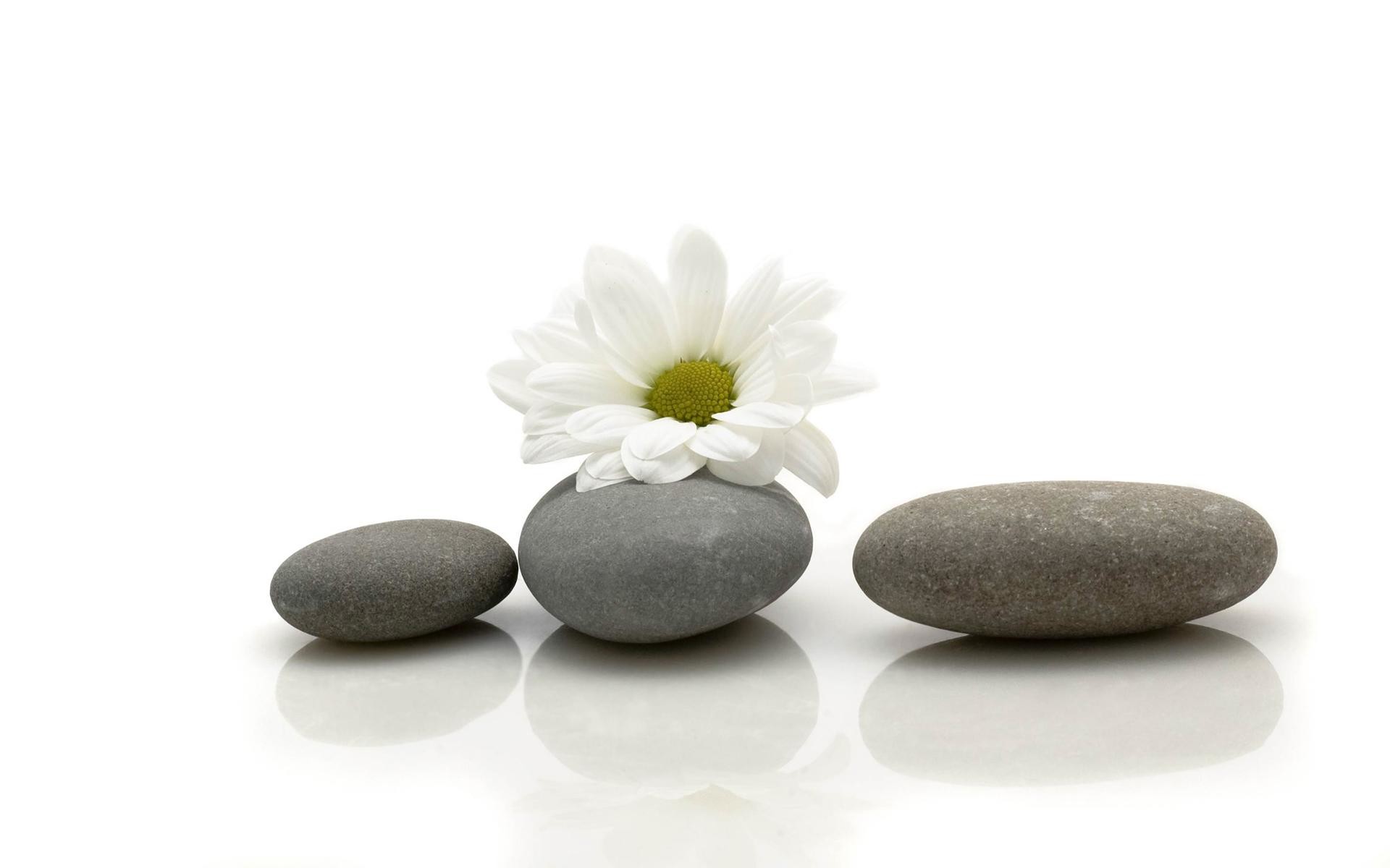 Pietre zen, Margherita, Sfondo bianco, Equilibrio, Full HD, wallpaper per portatile