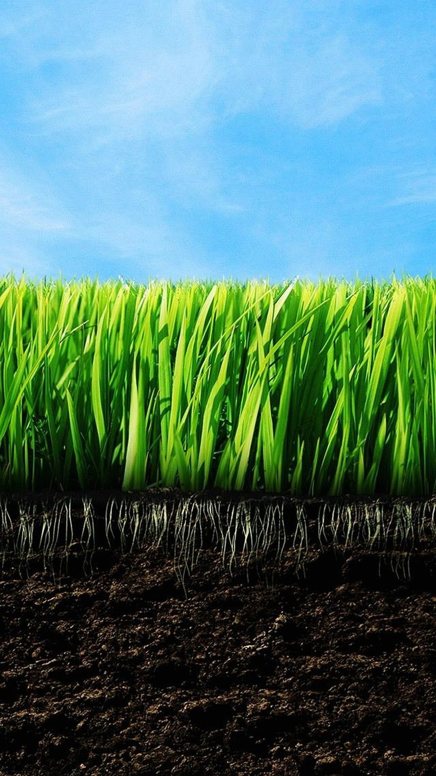 Erba, Terra, Cielo azzurro, Verde, QHD+, sfondo verticale per cellulare