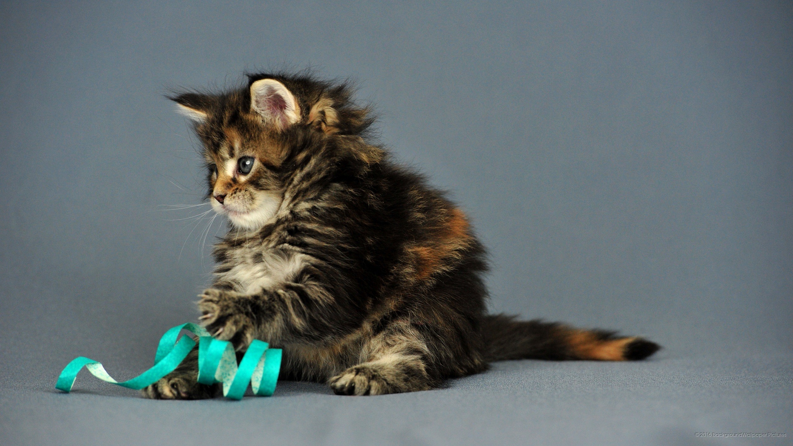 Gattino, Maine Coon, Nastro, Gioco, 2560x1440, immagine di sfondo