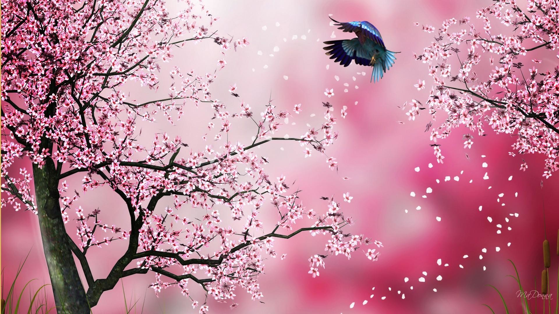 Ciliegi in fiore, Martin pescatore, Petali, Rosa, Full HD, sfondo per PC