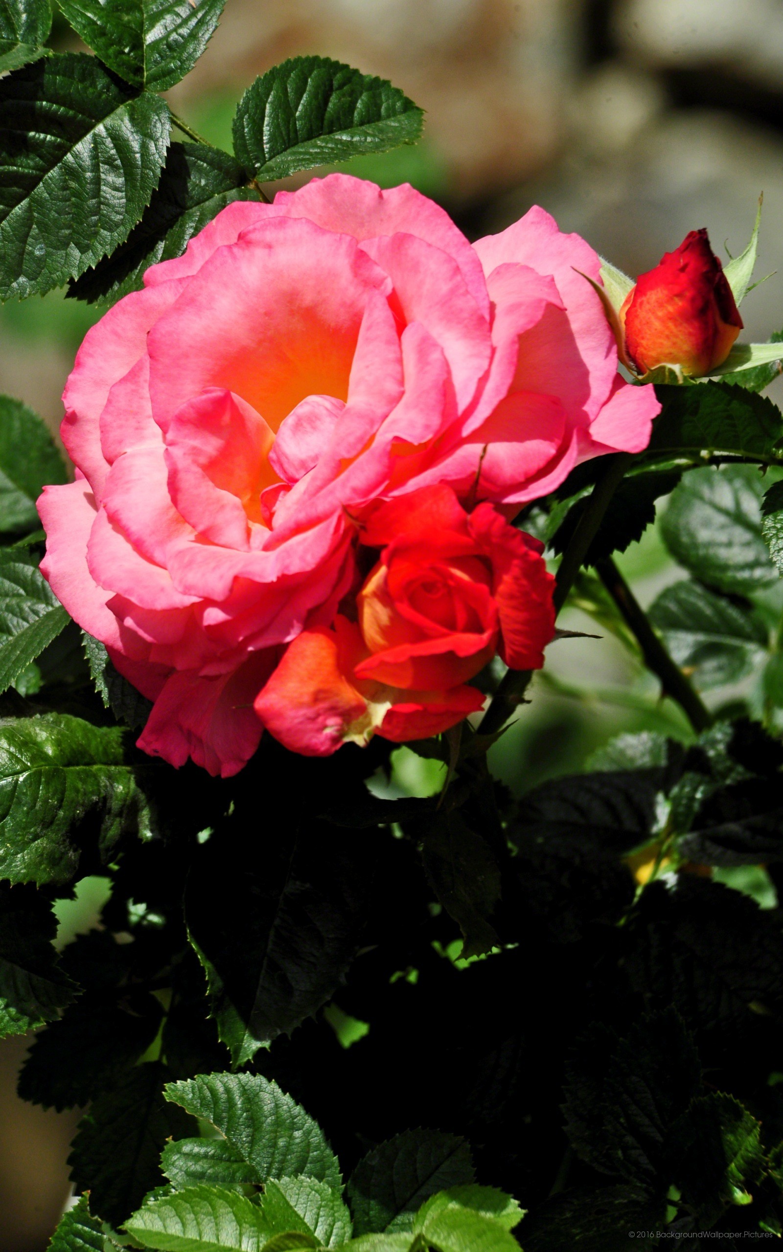 Rose, Rosa e rosso, Giardino, sfondo per il tuo cellulare