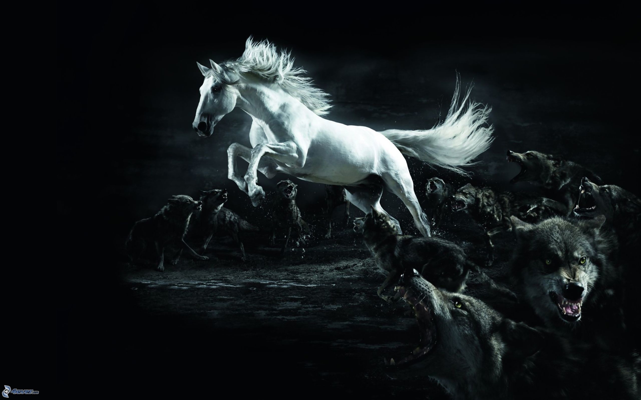 Cavallo bianco, Lupi, Arte digitale, Sfondo nero, 16:10 2K, wallpaper widescreen