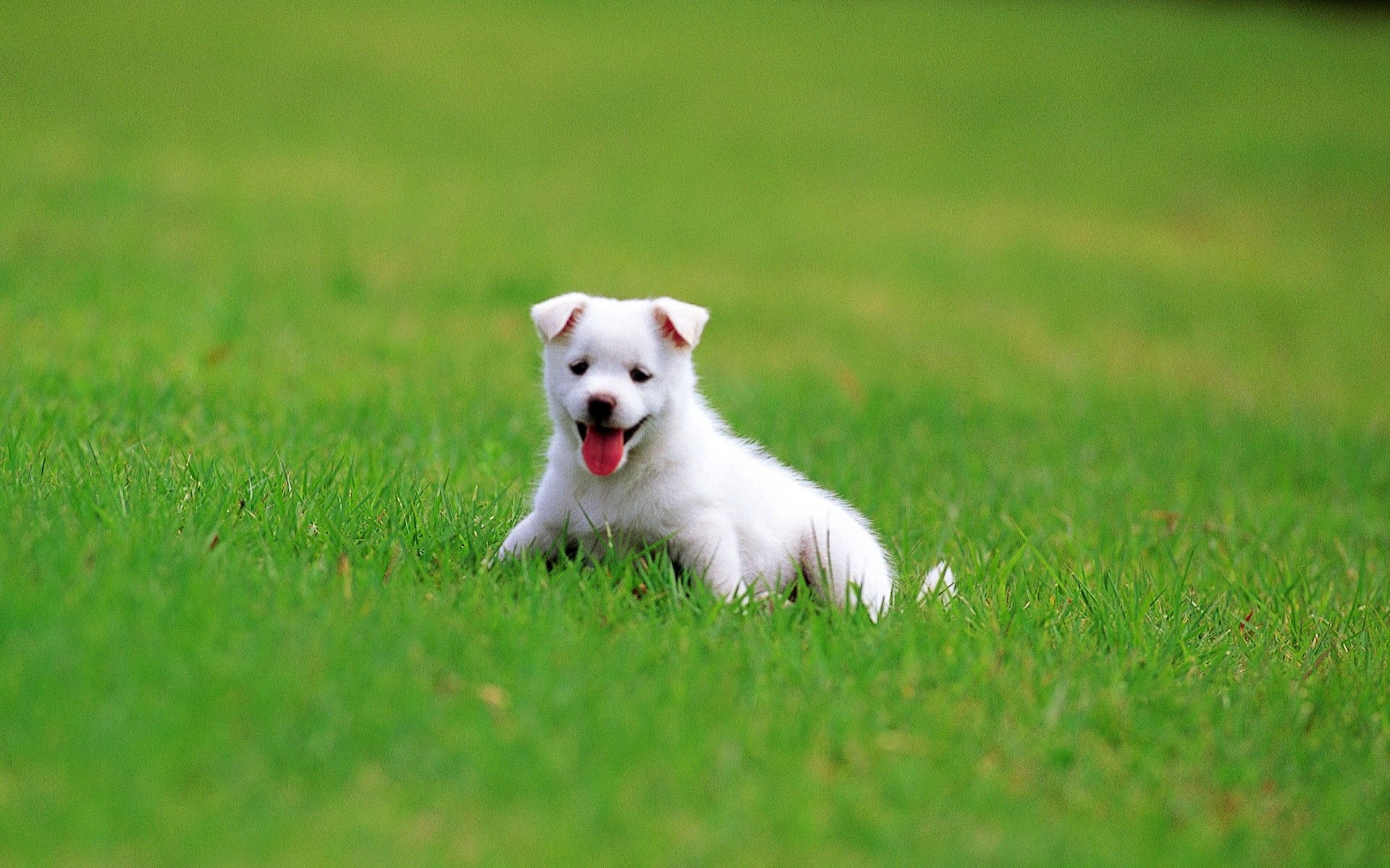 Cucciolo bianco, Cane, Prato verde, Tenero, 16:10 Full HD, sfondo widescreen