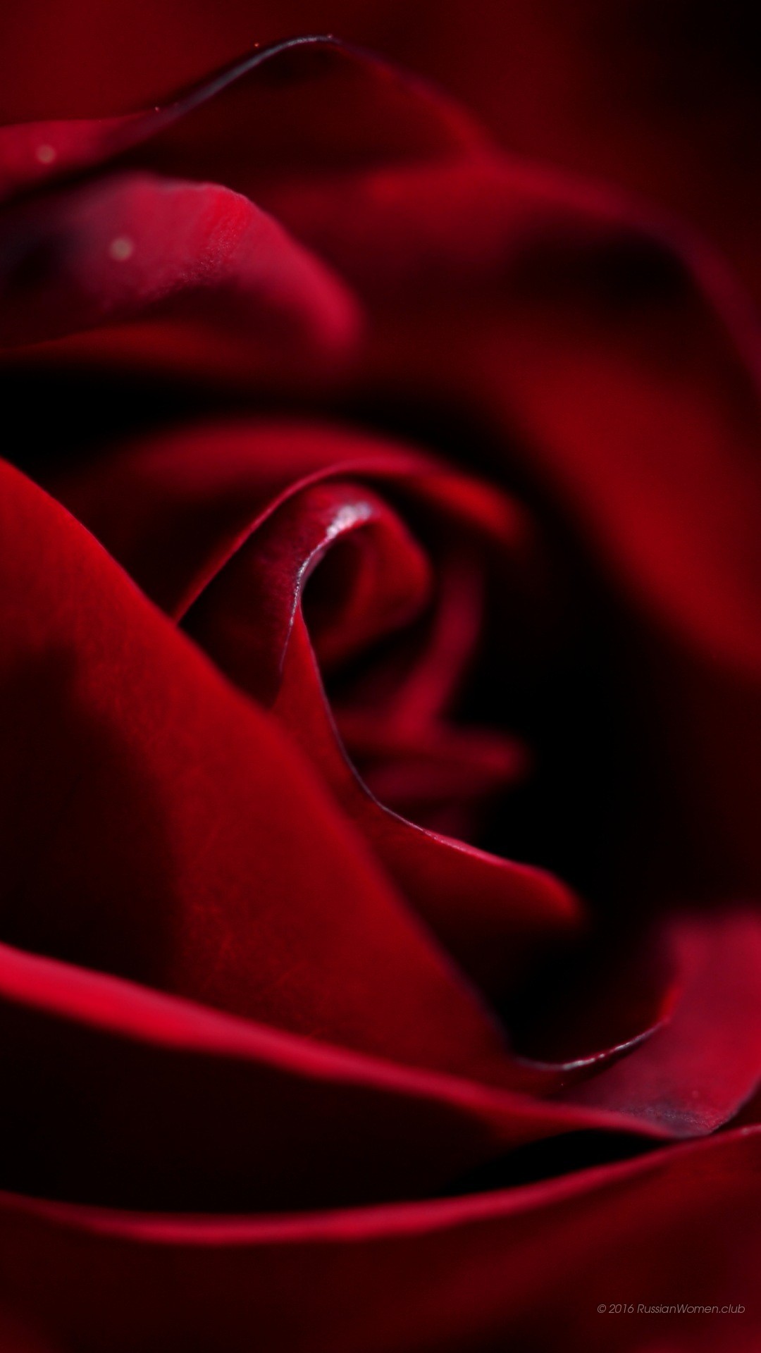 Rosa rossa, Petali, Macro, Full HD, wallpaper per smartphone