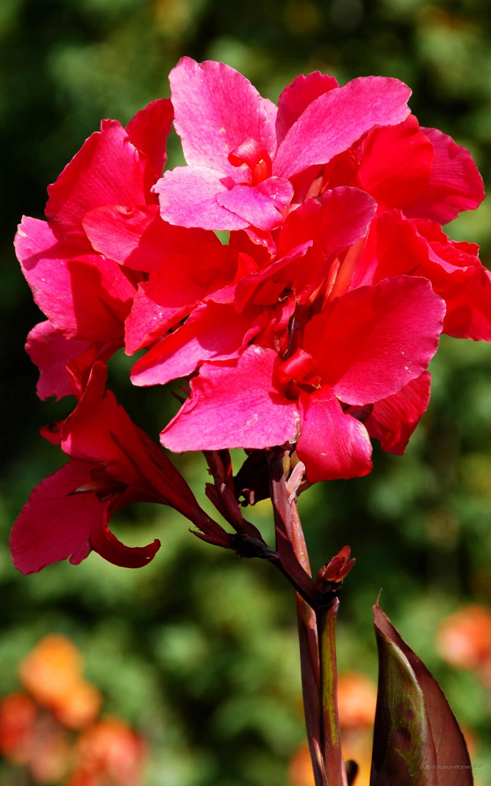Canna indica, Fiori rossi, Giardino, sfondo QHD+ per cellulare