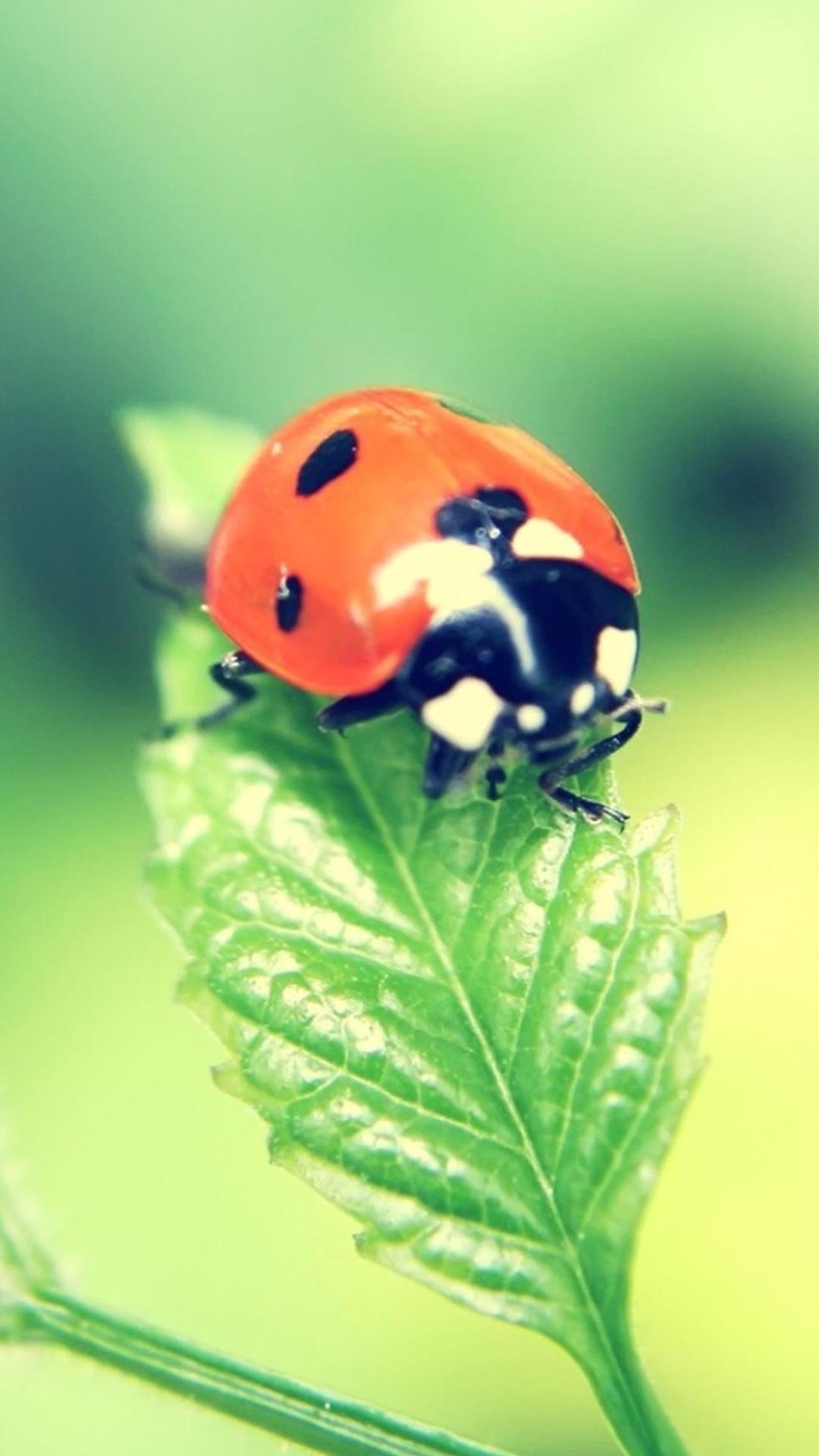 Coccinella, Foglia, Macro, Verde, sfondo Samsung