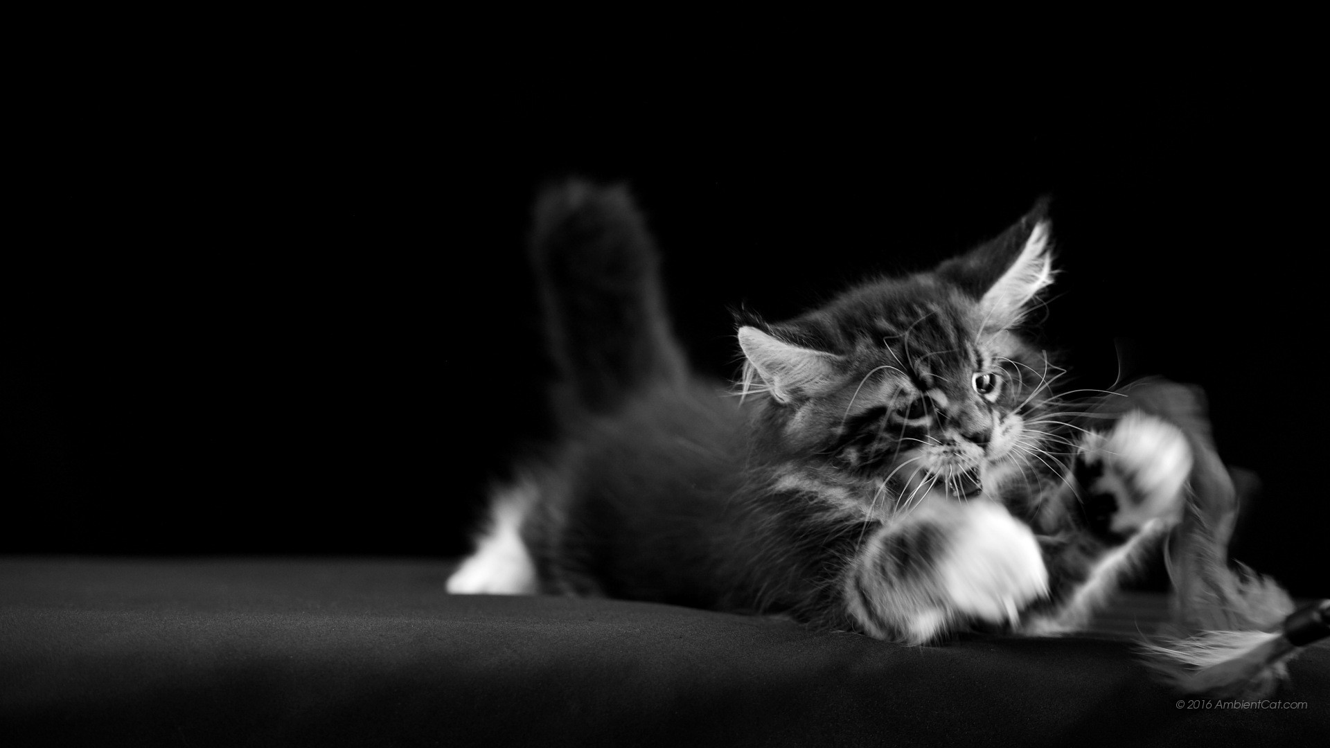 Maine Coon, Gattino, Sfondo nero, Gioco, 16:9 Full HD, wallpaper widescreen