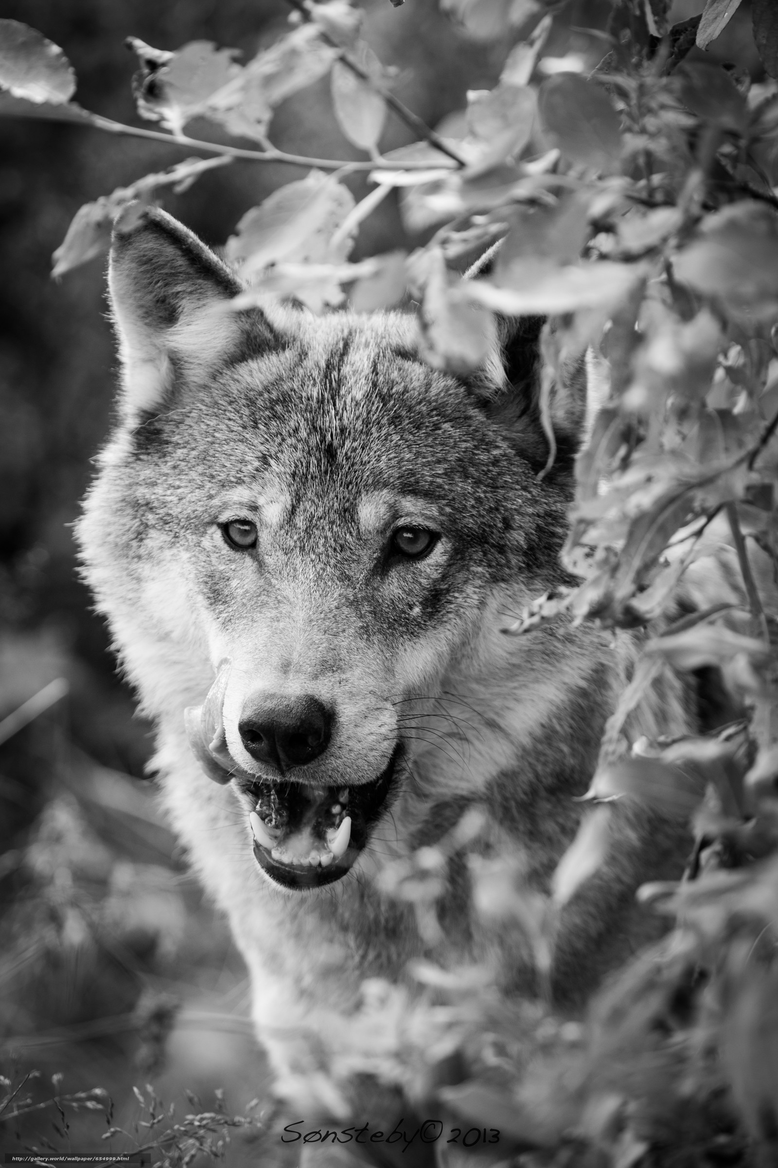 Lupo, Bianco e nero, Foglie, Ringhio, wallpaper per iPhone e Android