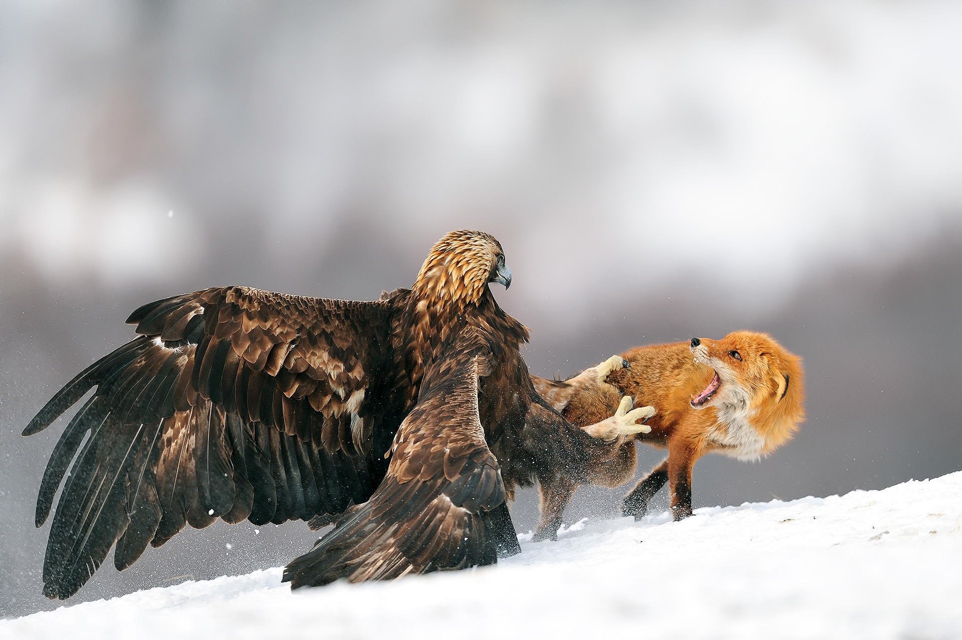Aquila reale, Volpe rossa, Neve, Caccia, Full HD, sfondo per PC