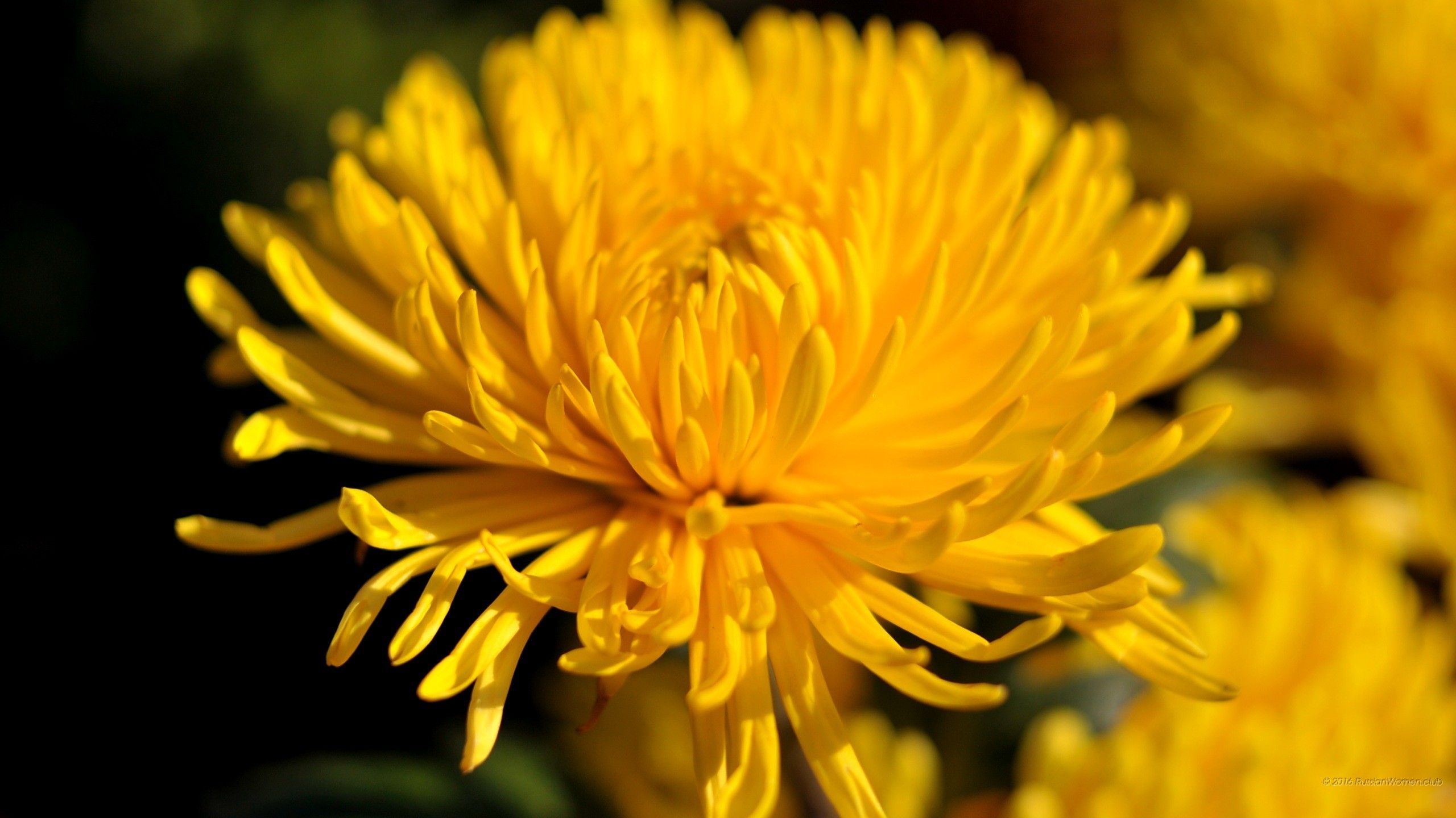 Crisantemo giallo, Fiore, Macro, 2K, sfondo desktop